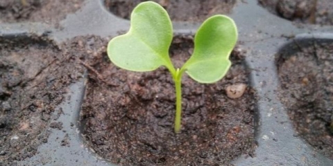 Koliko dana kupus nikne nakon sjetve